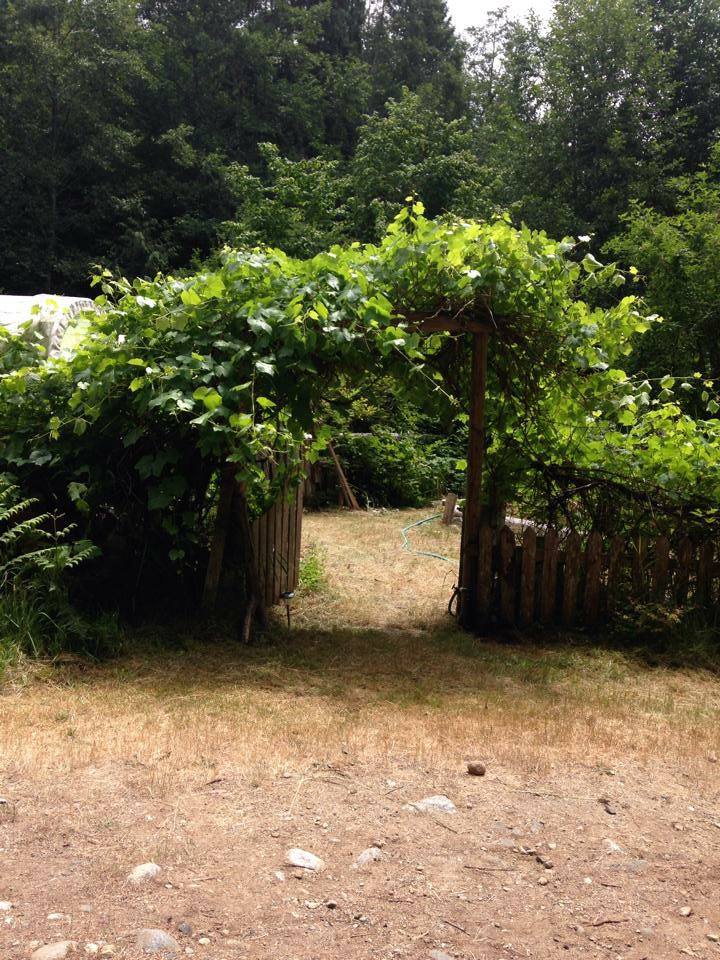 a vine covered gate in a grassy field in summer